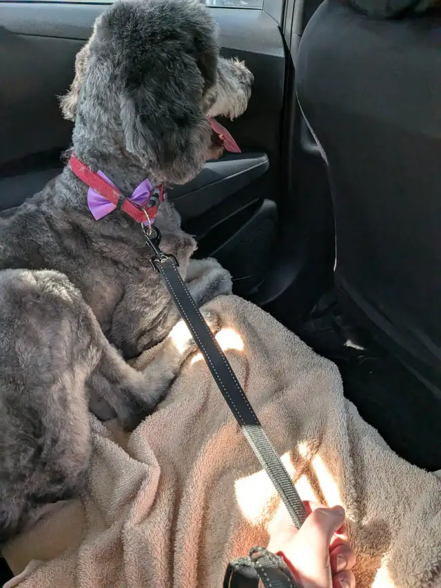 Dog looking for a new home before she gets euthanized
