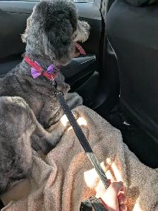 Dog looking for a new home before she gets euthanized