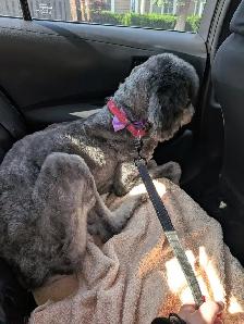 Dog looking for a new home before she gets euthanized - Photo 2