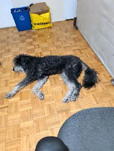 Dog looking for a new home before she gets euthanized - Photo 3