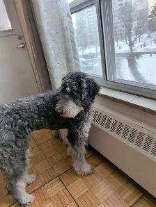 Dog looking for a new home before she gets euthanized - Photo 4
