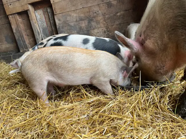 Weanling pigs