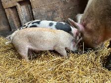 Weanling pigs