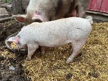 Weanling pigs - Photo 2