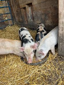 Weanling pigs - Photo 3