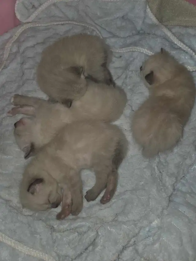 siamese/ragdoll kittens