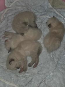 siamese/ragdoll kittens