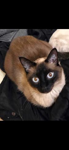 siamese/ragdoll kittens - Photo 2