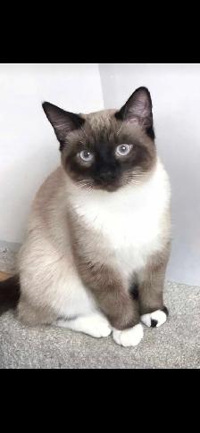 siamese/ragdoll kittens - Photo 3
