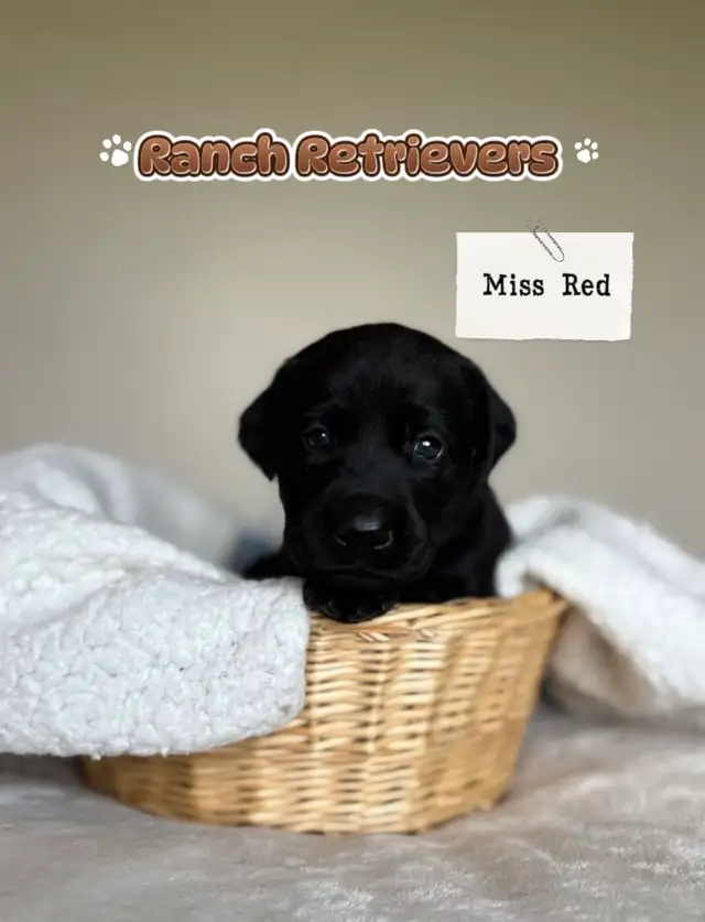 Labrador Retriever Puppies