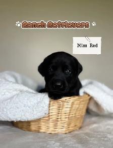 Labrador Retriever Puppies