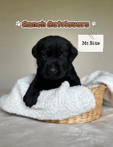 Labrador Retriever Puppies - Photo 2