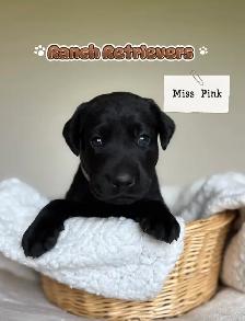 Labrador Retriever Puppies - Photo 3