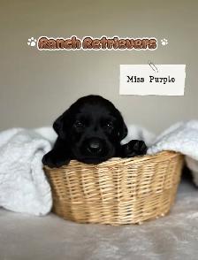 Labrador Retriever Puppies - Photo 4
