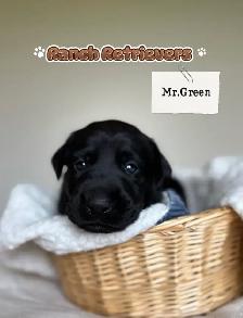 Labrador Retriever Puppies - Photo 5