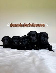 Labrador Retriever Puppies - Photo 6