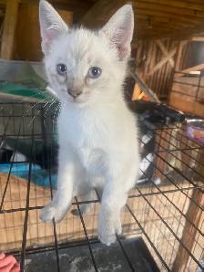 Free kittens - Photo 3