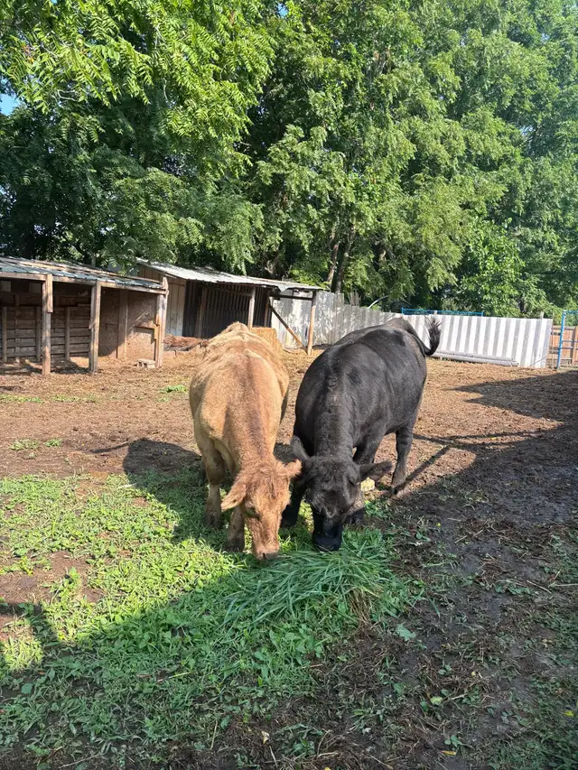 cow for sale