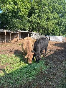 cow for sale
