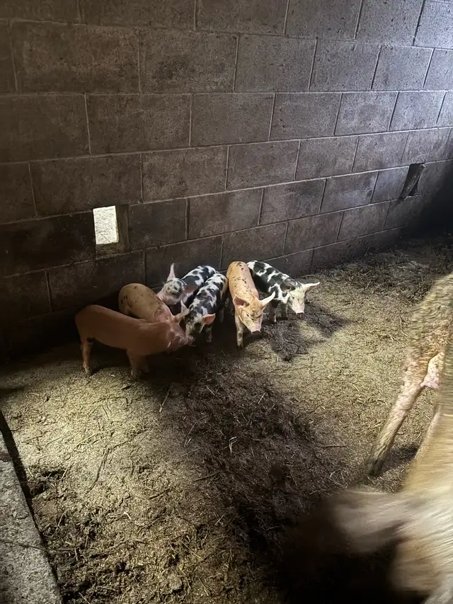 pigs for sale
