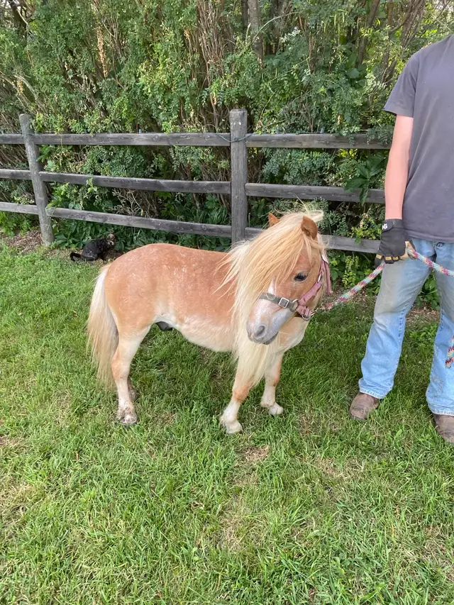 Halter broke companion pony
