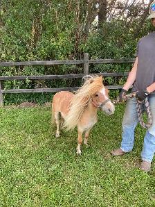 Halter broke companion pony - Photo 2