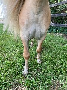 Halter broke companion pony - Photo 3