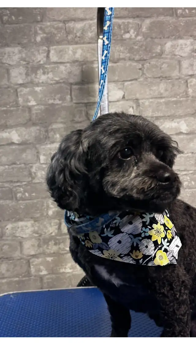 Dog grooming