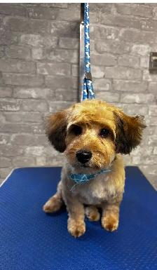 Dog grooming - Photo 2