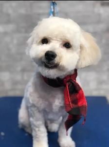 Dog grooming - Photo 3
