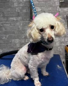Dog grooming - Photo 4