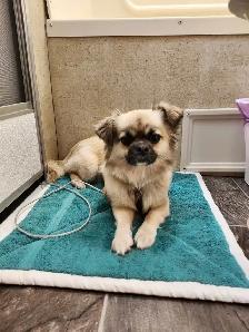 puppy for rehoming