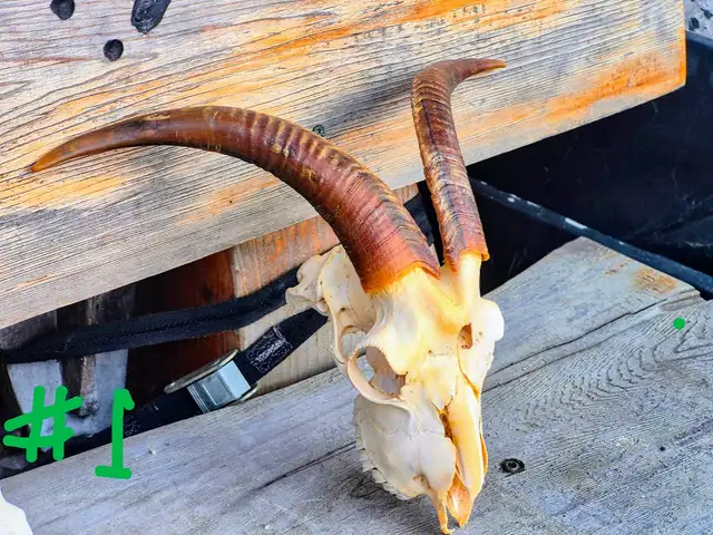 Goat Skulls with Horn Caps