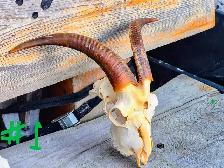 Goat Skulls with Horn Caps