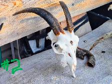 Goat Skulls with Horn Caps - Photo 2