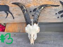 Goat Skulls with Horn Caps - Photo 3