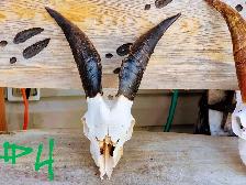 Goat Skulls with Horn Caps - Photo 4
