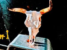 Goat Skulls with Horn Caps - Photo 5