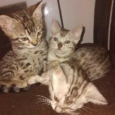 chatons Bengal
