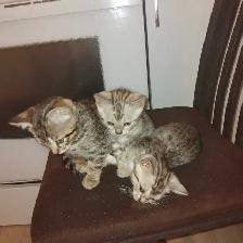 chatons Bengal - Photo 2