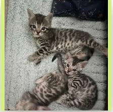 chatons Bengal - Photo 3