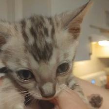chatons Bengal - Photo 5