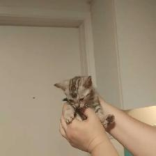 chatons Bengal - Photo 6
