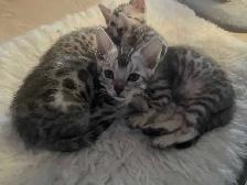 chatons Bengal - Photo 7