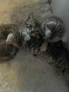 chatons Bengal - Photo 8