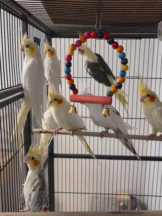 abandon d'élevage d'oiseaux