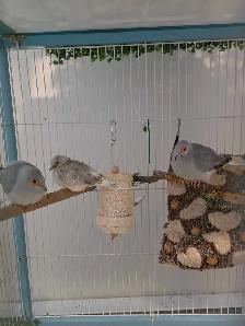 abandon d'élevage d'oiseaux - Photo 7