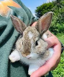 Dutch x female rabbit