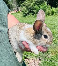 Dutch x female rabbit - Photo 2