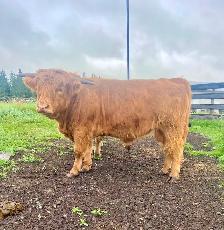 Purebred Highland Bull